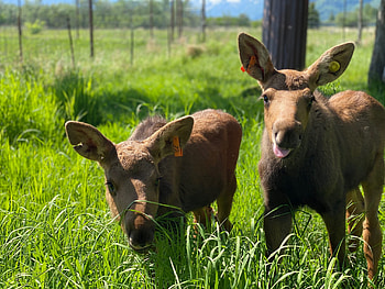 Adopt a moose, Wildlife conservation, Support nature, Unique opportunity HD wallpaper