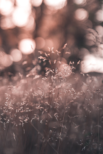 Grass, Plant, Macro, Glare, Field HD phone wallpaper