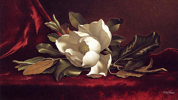 Southern Blossom, still life, velvet, satin, leaves, flowers, southern, magnolia, dark HD wallpaper