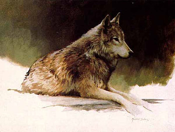 Timber Wolf, animals, other, dogs, wolf HD wallpaper