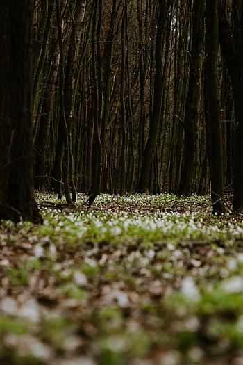 Nature, Flowers, Grass, Forest HD phone wallpaper