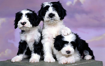 Animals, Spotted, Three, Puppies HD wallpaper