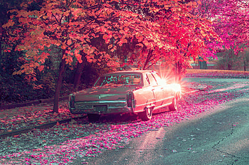 Vintage Car Parked Under Tree Covered By Flowers, vintage-cars, graphy HD wallpaper