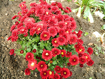 Flowers, Chrysanthemum, Land, Earth, Garden HD wallpaper