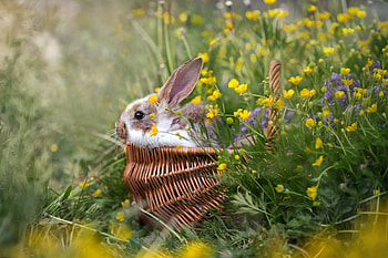 Bunny, irina goriukina, spring, bunn, rabbit, basket, yellow, green, flower, iepuras, easter HD wallpaper