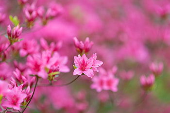 Flowers, Pink, Branches, Bloom, Flowering HD wallpaper
