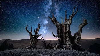 Guardians, White Mountains, California, milky way, usa, trees, landscape, sky, evening HD wallpaper