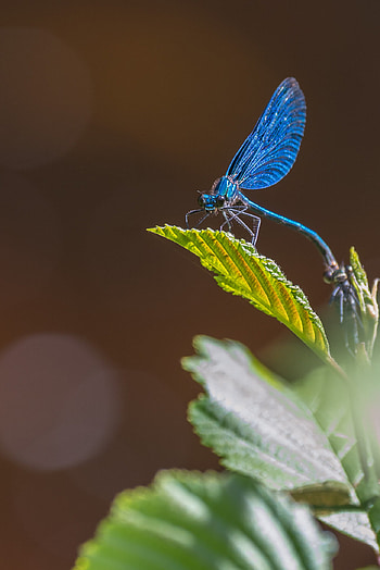 Macro graphy workshop, Insect beauty, Nature's wonders, Amazing Scandinavia HD phone wallpaper