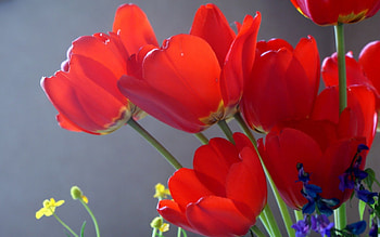 Flowers, natural, red, beauty HD wallpaper