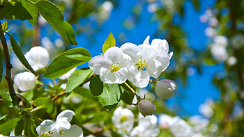 Flowers, Bloom, Flowering, Greens, Spring, Mood, Sunny HD wallpaper