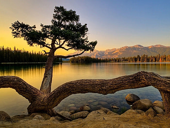 Nature, Shore, Bank, Wood, Tree, Trunk HD wallpaper