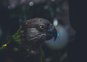 Animals, Parrots, Dark, Bird, Beak, Eye HD wallpaper