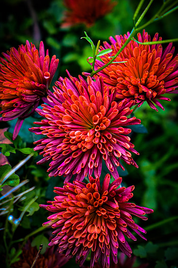 Chrysanthemum, red, magenta, flower HD phone wallpaper