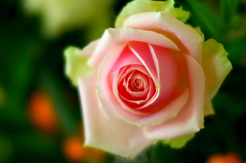 PINK ROSE, rose, pink, nature, flower HD wallpaper