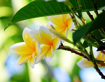 Plumeria, Flowers, Leaves, Drops HD wallpaper