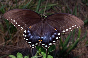 Butterfly, insect HD wallpaper