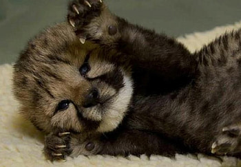 My claws are ready for ya, cheetah cub, claws, animals, baby, cats HD wallpaper