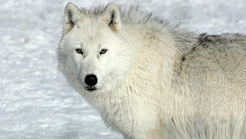 Arctic Wolf, Enchanting creature, Arctic beauty, Silent observer HD wallpaper