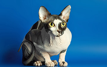 Animals, Sphinx, Cat, Spotted, Spotty HD wallpaper