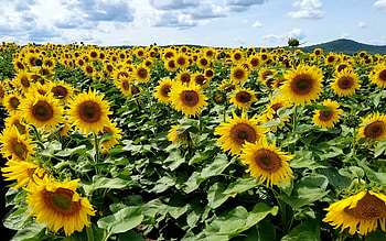 Sunflowers, nature, field, yellow HD wallpaper