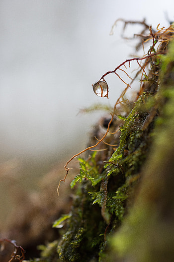 Plant, Macro, Drop, Moss, Roots HD phone wallpaper