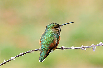 Anna's Hummingbird, Hummingbirds HD wallpaper