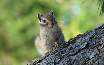 Chipmunk, Animals, , 11563 HD wallpaper