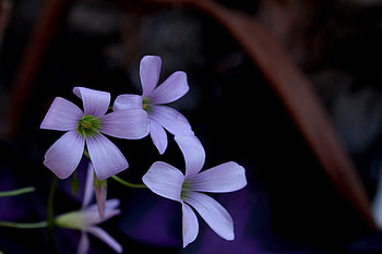 Flowers, Lilac, Petals, Buds HD wallpaper