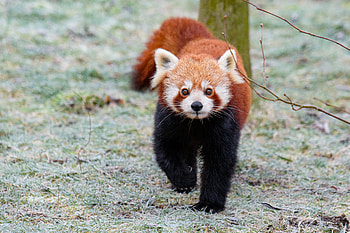 Animals, Fluffy, Brown, Wildlife, Animal, Little Panda, Small Panda HD wallpaper