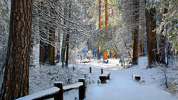 Winter forest, wood, snow, path, trees, beautiful, forest, walk, winter, frost, branches HD wallpaper
