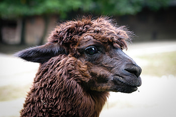 Public domain alpaca, Animal graphy, High-quality , Creative commons HD wallpaper