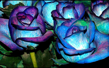 blue roses, blue, nature, flowers, roses HD wallpaper
