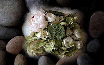 Lower, stone, flower HD wallpaper