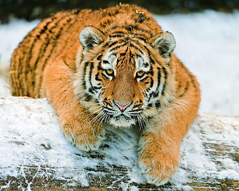 Animals, Snow, To Lie Down, Lie, Predator, Tiger, Tiger Cub HD wallpaper