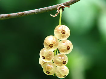 Lush ripe gooseberries hanging on a branch with a vibrant green background. HD wallpaper