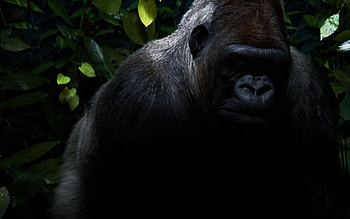 Dark, Shadow, Gorilla, Jungle, Wool HD wallpaper