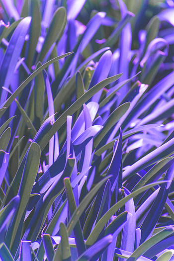 Leaves, Violet, Plant, Macro, Blur, Smooth, Purple HD phone wallpaper
