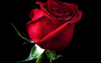 Plants, Flowers, Roses HD wallpaper