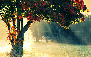 Plants, Trees HD wallpaper