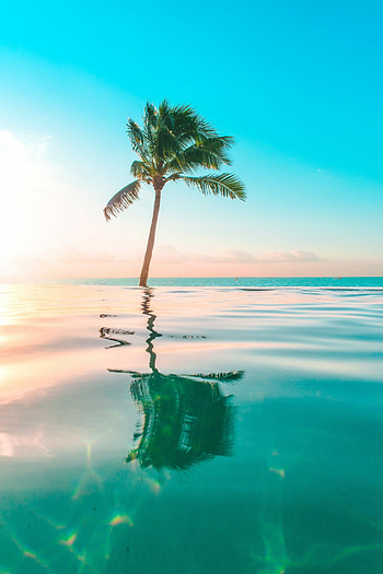Palm Tree, Coconut tree , for you HD phone wallpaper