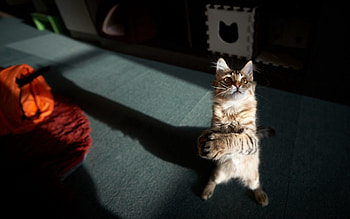 Animals, Cat, Striped, Shadow, Playful HD wallpaper