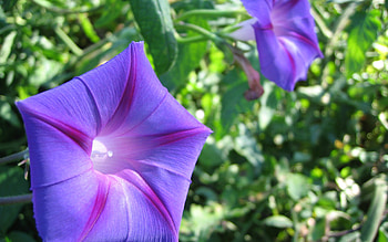 Morning Glory, purple, plant, morning, glory, flowers HD wallpaper