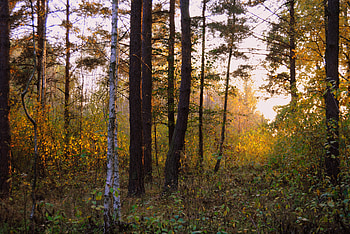 Nature, Trees, Grass, Shine, Light, Forest HD wallpaper