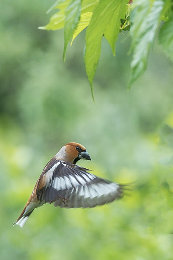 Animals, Feather, Bird, Wings, Dubonos HD phone wallpaper
