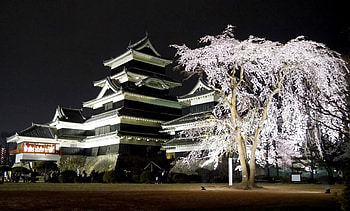 Cherry blossoms in Matsumoto, Japan, Serene beauty, Captivating landscape HD wallpaper