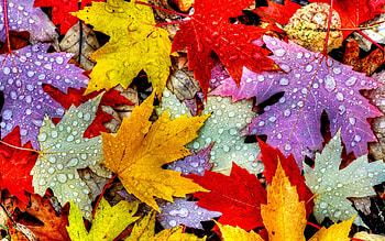 Leaves in autumn, Vibrant colors, Seasonal beauty, Nature's transformation HD wallpaper