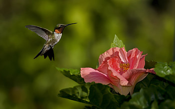 Ruby-throated, Hummingbirds HD wallpaper
