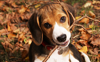 Animals, Dogs HD wallpaper