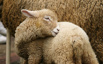 Animals, Young, Joey, Goat, Wash Up, Wash HD wallpaper