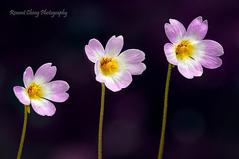 the-three-tenors, graphy, colors, nature, flowers, three HD wallpaper